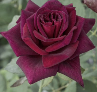 Rosa Black Perfumella