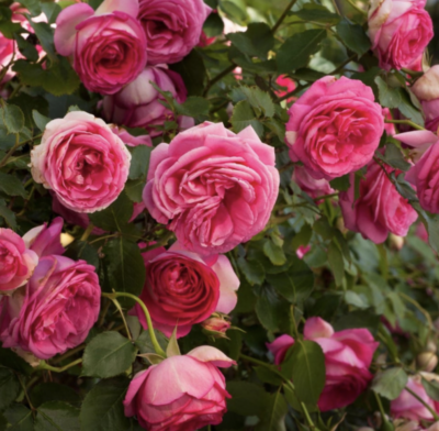 ROSA CYCLAMEN PIERRE DE RONSARD GPT