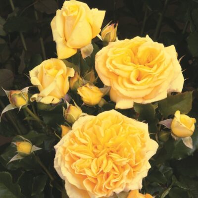 ROSA DIVINA