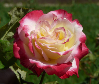 ROSA DOUBLE DELIGHT