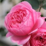 Rosa Eva GPT