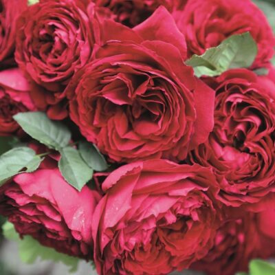 Rosa Gospel