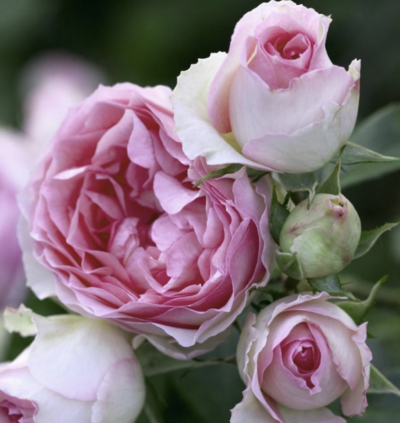 ROSA MINI PIERRE DE RONSARD GPT