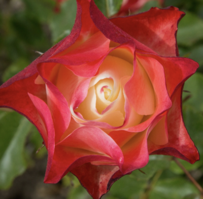 ROSA ORIGAMI