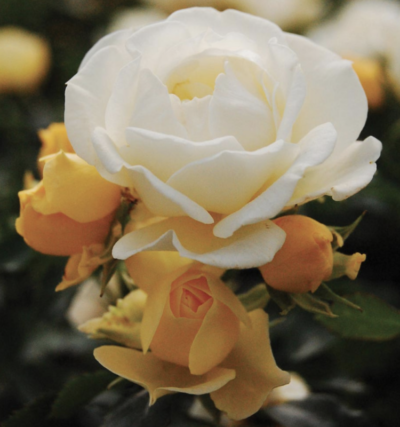 ROSA POPCORN