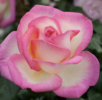 ROSA PRINCESSE DE MONACO GPT