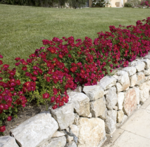 Rosa Red drift 2