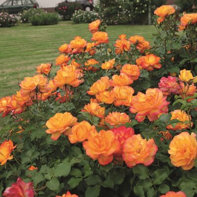 ROSA SAHARA GPT