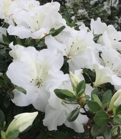 Azalea japonica 'Dorothy Hayden'