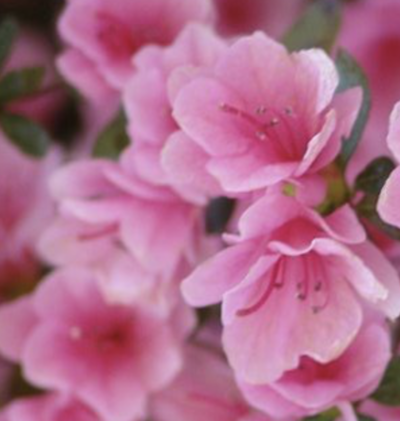 Azalea japonica 'Kirin'