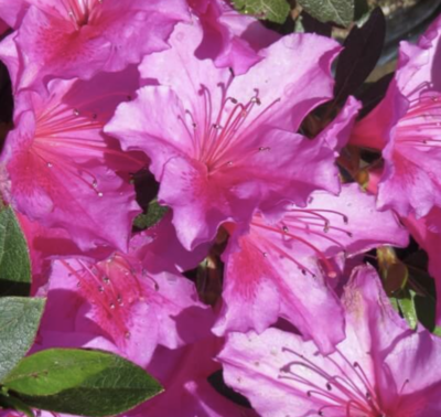 Azalea japonica 'Phoenicia Viola'