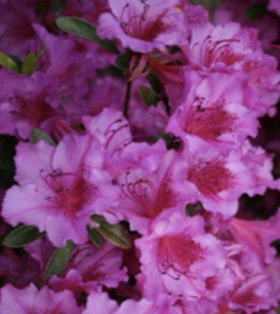 Azalea japonica 'Purple Splendor'