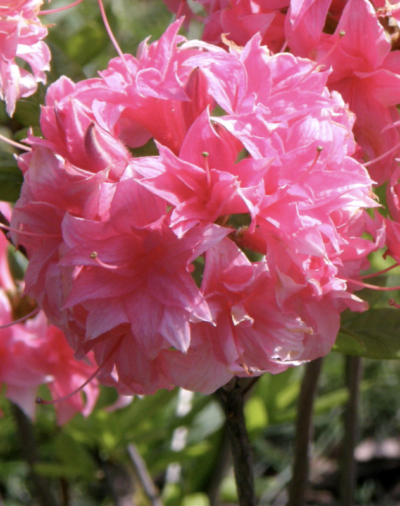 Azalea mollis 'Homebush'