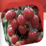 Pomodori