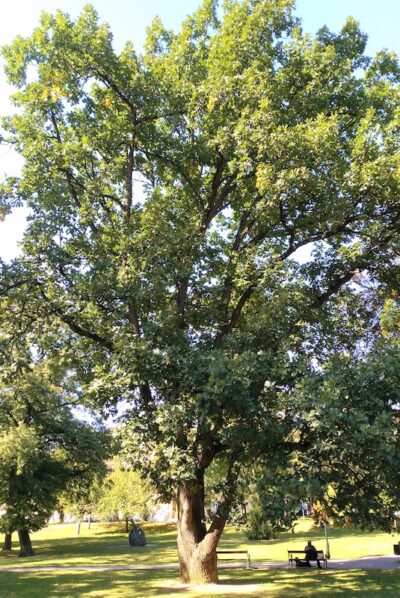 Quercus frainetto QUERCIA ITALIANA - immagine 3