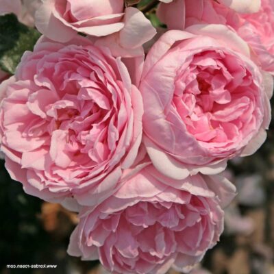 ROSA CINDERELLA GPT