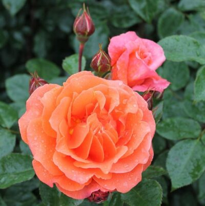 ROSA NARANGA GPT