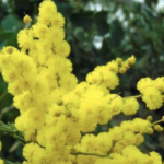 Mimosa Acacia dealbata 'Gaulois'