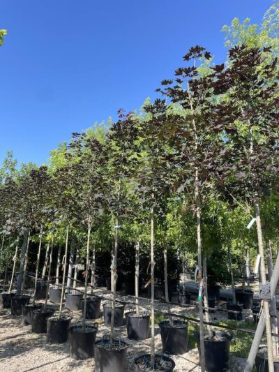Acer platanoides 'Crimson King' ACERO PORPORA 8-10 Vivai Frappetta