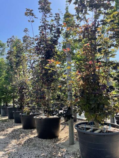 Acer platanoides 'Crimson King' - Forma Libera - Vivai Frappetta