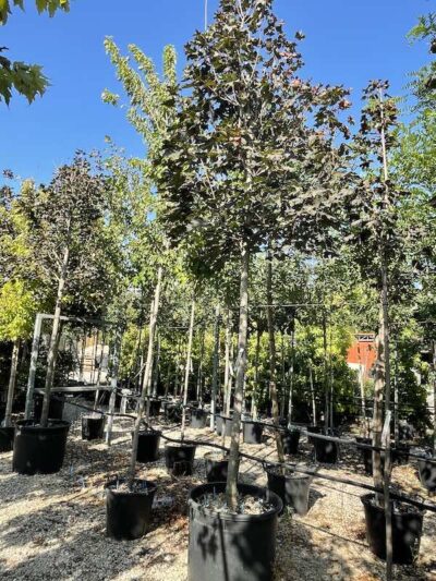 Acer platanoides 'Crimson King' - Vivai Frappetta