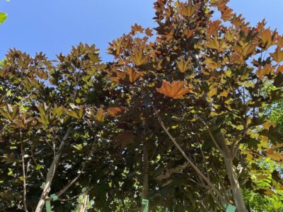 Acer platanoides ‘Crimson King’ ACERO PORPORA AF
