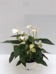 Anthurium andreanum mini bianco