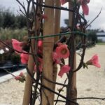 Chaenomeles speciosa 'Eximia'