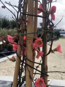Chaenomeles speciosa 'Eximia'