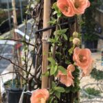 Chaenomeles speciosa 'Friesdorfer'