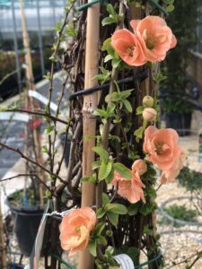 Chaenomeles speciosa 'Friesdorfer'