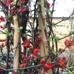 Chaenomeles speciosa 'Hot Fire'
