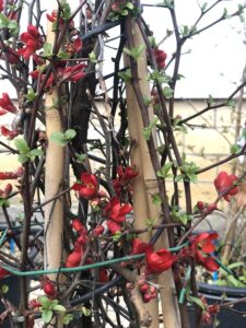Chaenomeles speciosa 'Hot Fire'
