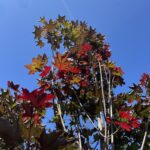 Dettaglio Acer platanoides ‘Crimson King’ ACERO PORPORA