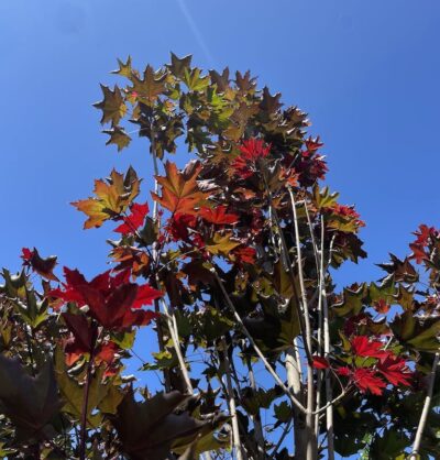 Dettaglio Acer platanoides ‘Crimson King’ ACERO PORPORA