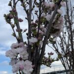 Dettaglio Prunus serrulata 'Amanogawa'