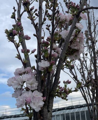 Dettaglio Prunus serrulata 'Amanogawa'