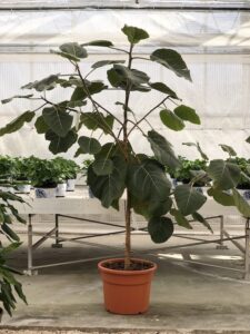 Ficus auriculata