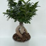 Ficus microcarpa 'Ginseng' BONSAI vaso 22cm
