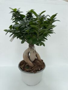 Ficus microcarpa 'Ginseng' BONSAI vaso 22cm