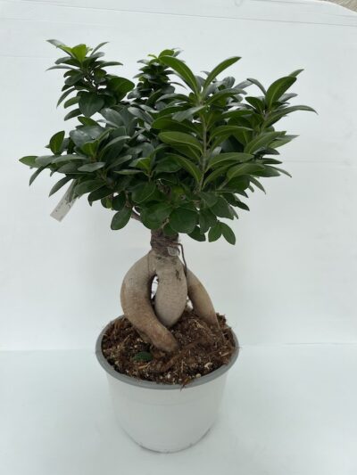 Ficus microcarpa 'Ginseng' BONSAI vaso 22cm