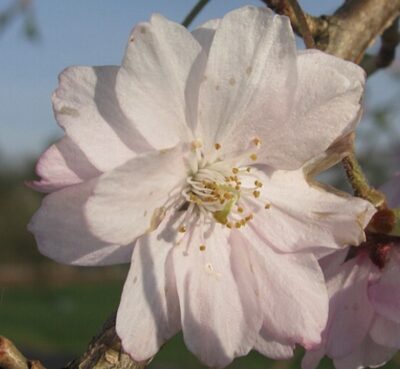 Fiore di Prunus subhirtella ‘Pendula’