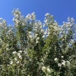 Fiori Lagerstroemia indica 'Bianco Grassi' - Vivai Frappetta