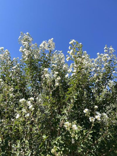 Fiori Lagerstroemia indica 'Bianco Grassi' - Vivai Frappetta