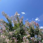 Fiori Lagerstroemia indica 'Violacea' - Vivai Frappetta