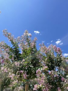 Fiori Lagerstroemia indica 'Violacea' - Vivai Frappetta