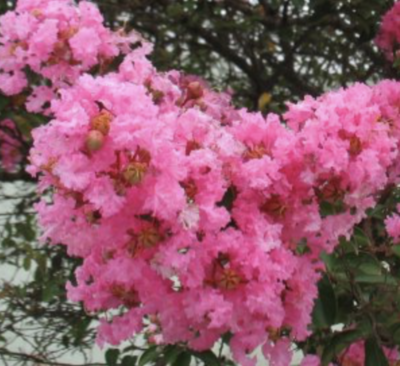 Fiori di Lagerstroemia indica 'Rosea'
