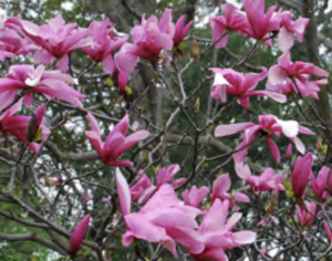 Fiori di Magnolia Galaxy