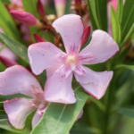 Fiori di Oleandro Magaly