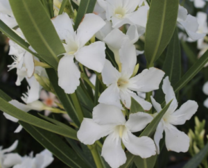 Fiori di Oleandro Suor Agnese